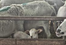 Agricultura completa la vacunación de la cabaña ganadera alicantina frente a la enfermedad de la lengua azul