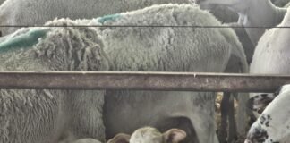 Agricultura completa la vacunación de la cabaña ganadera alicantina frente a la enfermedad de la lengua azul