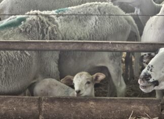Agricultura completa la vacunación de la cabaña ganadera alicantina frente a la enfermedad de la lengua azul