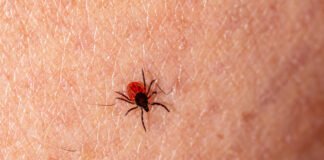 Salud lanza en Murcia recomendaciones para prevenir la Enfermedad de Lyme, que se transmite por la picadura de garrapatas