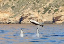 Medio Ambiente registró 31 contactos con delfines durante 2023 en el entorno del parque natural de Serra Gelada