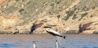 Medio Ambiente registró 31 contactos con delfines durante 2023 en el entorno del parque natural de Serra Gelada