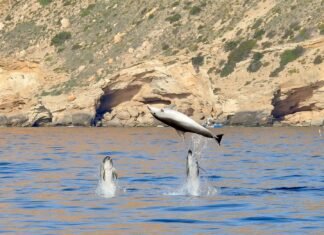 Medio Ambiente registró 31 contactos con delfines durante 2023 en el entorno del parque natural de Serra Gelada