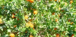 El gobierno valenciano admite que los naranjales de la región corren peligro de extinción