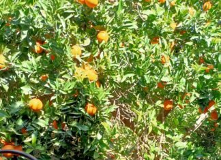 El gobierno valenciano admite que los naranjales de la región corren peligro de extinción