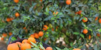 Agricultura elabora una guía de actuación con recomendaciones para las zonas afectadas por la DANA frente a la gomosis de los cítricos