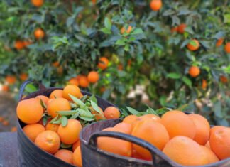 El Gobierno regional de Murcia avanza en el diseño de un plan de relevo generacional en el sector agrario