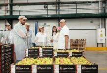 La pera de Jumilla encuentra respaldo en el gobierno regional para potenciar su Denominación de Origen Protegida