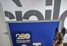 La perra Kata vuelve a provocar la detención de tres traficantes de droga en la estación de autobuses de Alicante