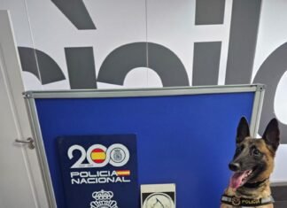 La perra Kata vuelve a provocar la detención de tres traficantes de droga en la estación de autobuses de Alicante