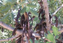 El gobierno valenciano apuesta por el cultivo del algarrobo como árbol sostenible y alimentación saludable