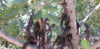 El gobierno valenciano apuesta por el cultivo del algarrobo como árbol sostenible y alimentación saludable