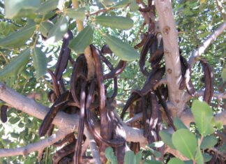 El gobierno valenciano apuesta por el cultivo del algarrobo como árbol sostenible y alimentación saludable