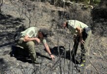 La Comunidad de Madrid esclareció la causa del 82% de los incendios forestales registrados en la región durante 2023
