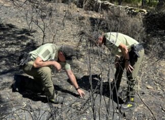 La Comunidad de Madrid esclareció la causa del 82% de los incendios forestales registrados en la región durante 2023