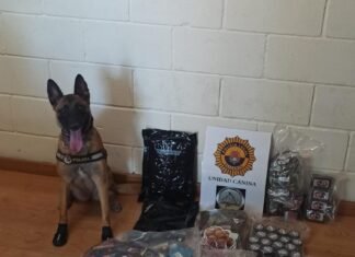 La perra Kata vuelve a detectar alijos de droga en la estación de autobuses de Alicante