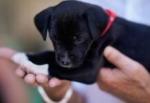 La Comunidad de Madrid ayudó a que 3.000 animales de compañía encontraran un nuevo hogar