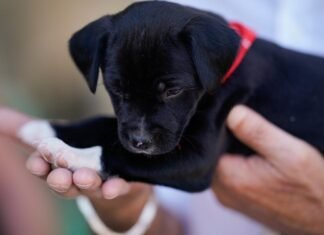 La Comunidad de Madrid ayudó a que 3.000 animales de compañía encontraran un nuevo hogar