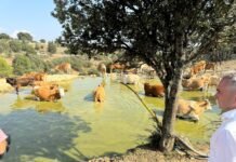 Agricultura suministra 4 millones de litros de agua a 90 explotaciones ganaderas de la Comunitat Valenciana para garantizar la supervivencia de reses