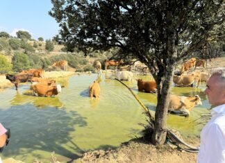 Agricultura suministra 4 millones de litros de agua a 90 explotaciones ganaderas de la Comunitat Valenciana para garantizar la supervivencia de reses