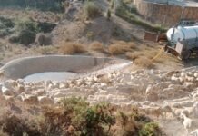 Agricultura suministra en un mes 7 millones de litros de agua a 41 municipios de la Comunitat Valenciana para garantizar la supervivencia de reses