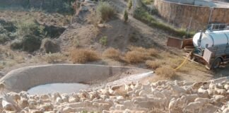 Agricultura suministra en un mes 7 millones de litros de agua a 41 municipios de la Comunitat Valenciana para garantizar la supervivencia de reses