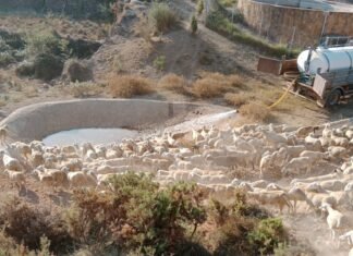 Agricultura suministra en un mes 7 millones de litros de agua a 41 municipios de la Comunitat Valenciana para garantizar la supervivencia de reses