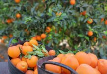 La Conselleria de Agricultura abona 104 millones a los agricultores valencianos por la PAC del año 2024