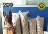 Perros de la Unidad Canina de la Policía Local de Alicante vuelven a actuar con éxito en una operación antidroga
