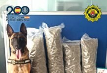 Perros de la Unidad Canina de la Policía Local de Alicante vuelven a actuar con éxito en una operación antidroga