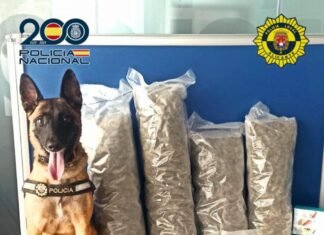 Perros de la Unidad Canina de la Policía Local de Alicante vuelven a actuar con éxito en una operación antidroga