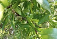 Los productores de almendra afectada en Murcia por secano dispondrán de hasta 24.000 euros de ayuda para realizar el arranque y replantación