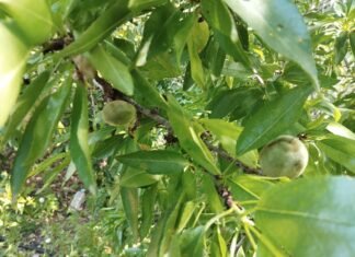 Los productores de almendra afectada en Murcia por secano dispondrán de hasta 24.000 euros de ayuda para realizar el arranque y replantación