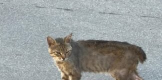 La asociación animalista «Sonrisa Iniesta» denuncia el envenenamiento masivo de gatos y amenaza con acciones legales contra las autoridades responsables