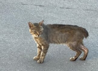 La asociación animalista «Sonrisa Iniesta» denuncia el envenenamiento masivo de gatos y amenaza con acciones legales contra las autoridades responsables