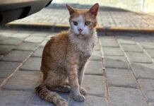 Asociaciones animalistas denuncian el estado de abandono de los gatos de Iniesta (Cuenca)
