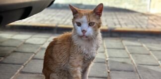Asociaciones animalistas denuncian el estado de abandono de los gatos de Iniesta (Cuenca)