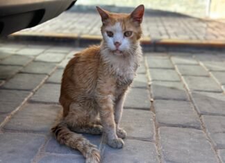 Asociaciones animalistas denuncian el estado de abandono de los gatos de Iniesta (Cuenca)