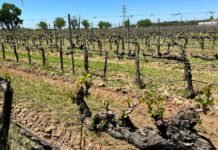 La Comunidad de Madrid desarrolla nuevas variedades de vid que permitan hacer frente a las pérdidas de cultivo en los viñedos regionales