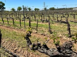 La Comunidad de Madrid desarrolla nuevas variedades de vid que permitan hacer frente a las pérdidas de cultivo en los viñedos regionales