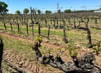 La Comunidad de Madrid desarrolla nuevas variedades de vid que permitan hacer frente a las pérdidas de cultivo en los viñedos regionales