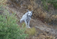 ¡EL FANTASMA BLANCO DEL BOSQUE! Lince Satureja no es mutante ni albina: el estrés la volvió espectral en Jaén y ya hay otra que recuperó el color