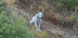 ¡EL FANTASMA BLANCO DEL BOSQUE! Lince Satureja no es mutante ni albina: el estrés la volvió espectral en Jaén y ya hay otra que recuperó el color
