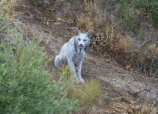 ¡EL FANTASMA BLANCO DEL BOSQUE! Lince Satureja no es mutante ni albina: el estrés la volvió espectral en Jaén y ya hay otra que recuperó el color