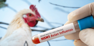 ¡Alarma en las granjas por gripe aviar! 14 focos en España y 2,5 millones de aves sacrificadas
