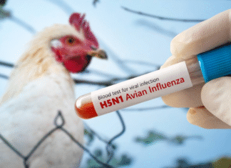 ¡Alarma en las granjas por gripe aviar! 14 focos en España y 2,5 millones de aves sacrificadas