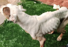 Detenida en Sigüenza una mujer de 32 años por maltrato animal: su perro fue sacrificado por caquexia extrema