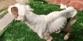 Detenida en Sigüenza una mujer de 32 años por maltrato animal: su perro fue sacrificado por caquexia extrema