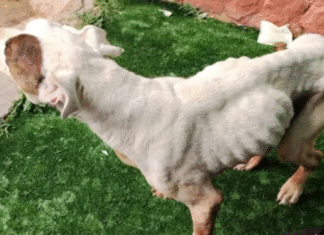 Detenida en Sigüenza una mujer de 32 años por maltrato animal: su perro fue sacrificado por caquexia extrema