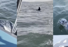 Una foca se sube a un barco y logra escapar de ser devorada por una orca, en «extremis»